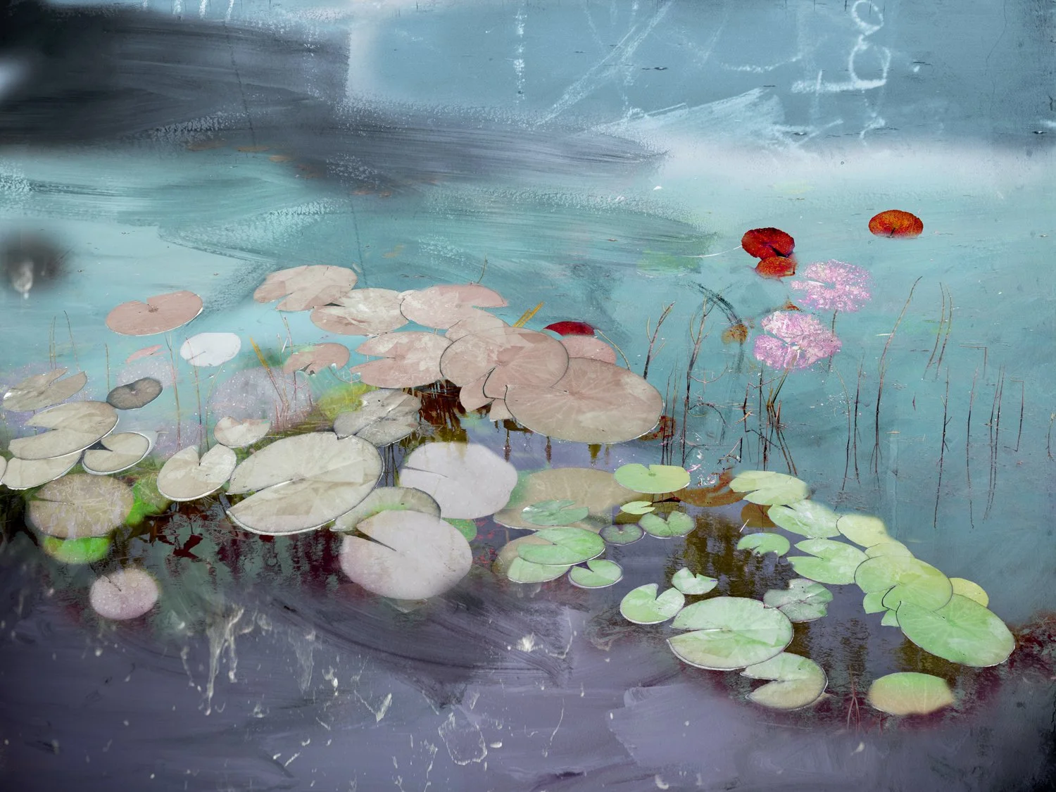 Water Lilies — carol eisenberg